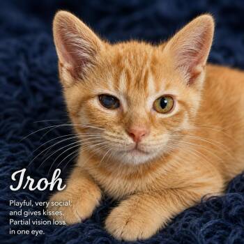 Iroh -  Domestic Short Hair Cat for Adoption in Quincy, Ohio - Iroh | PetCurious