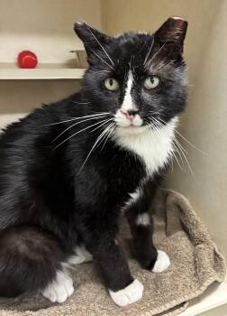 Domestic Short Hair Cats Available for Adoption - Frankie Valli -  Available 3/16 | PetCurious