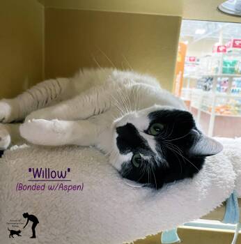 Domestic Short Hair Cats Available for Adoption - Willow (Bonded W/Aspen) | PetCurious