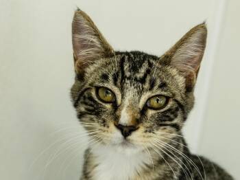 Merle -  Tabby and Domestic Short Hair Cat for Adoption in Republic, Washington - Merle | PetCurious