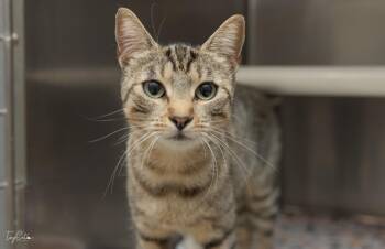 Rescue Domestic Short Hair Cats for Adoption in Lincoln, California - Emma Bee (Poppy) | PetCurious