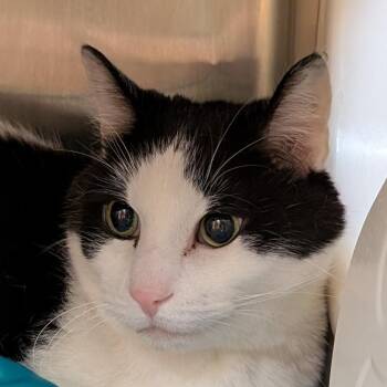 Domestic Medium Hair Cats Available for Adoption - Po | PetCurious