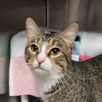 Loverboy -  Domestic Short Hair Cat for Adoption in Cincinnati, Ohio - Loverboy | PetCurious