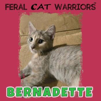 Bernadette -  Domestic Short Hair Cat for Adoption in Kingman, Arizona - Bernadette | PetCurious
