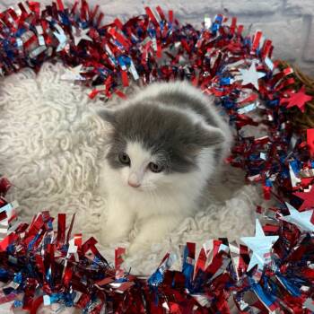 Kiribati -  Domestic Long Hair Cat for Adoption in Harrisonburg, Virginia - Kiribati | PetCurious