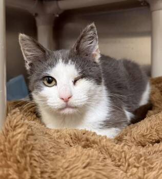 Domestic Short Hair Cats Available for Adoption in Aliquippa, Pennsylvania - UNO | PetCurious