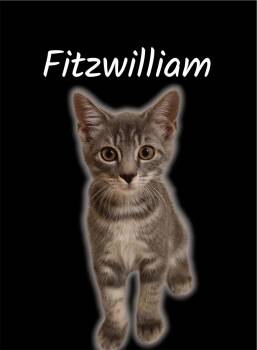 Fitzwilliam -  Domestic Medium Hair Cat for Adoption in Auburn, California - Fitzwilliam | PetCurious