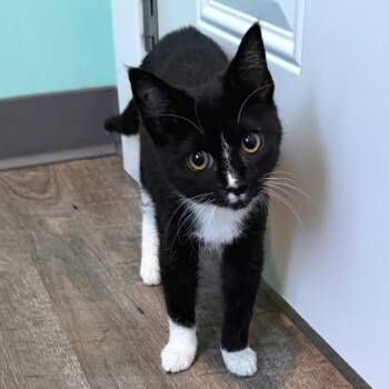 Frappe -  Domestic Short Hair Cat for Adoption in Falls Church, Virginia - Frappe | PetCurious