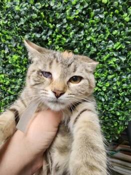 Carmen $50 Inside Only; Partial vision -  Domestic Short Hair Cat for Adoption in Seneca, South Carolina - Carmen $50 Inside Only; Partial Vision | PetCurious