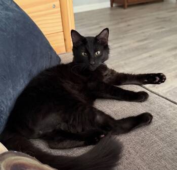 Rescue Domestic Long Hair Cats for Adoption in Johnson City, Tennessee - Franklin | PetCurious