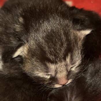 Moss -  Domestic Short Hair Cat Available for Adoption in Monroe, Michigan - Moss | PetCurious