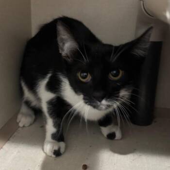 Domestic Short Hair Cats Available for Adoption - Lavina | PetCurious