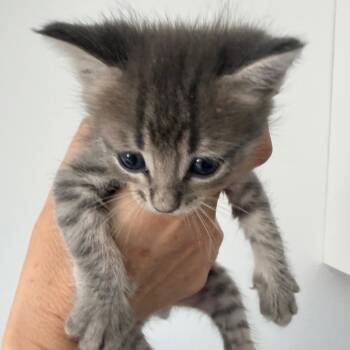 Roman -  Domestic Short Hair Cat for Adoption in Elfin Forest, California - Roman | PetCurious