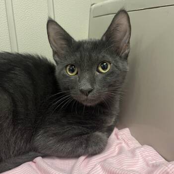 Formido -  Domestic Short Hair Cat for Adoption in West Palm Beach, Florida - Formido | PetCurious