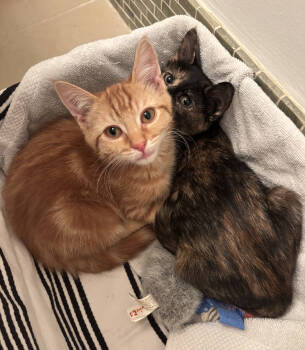 Rescue Domestic Short Hair Cats for Adoption - Sanga & Lollies | PetCurious