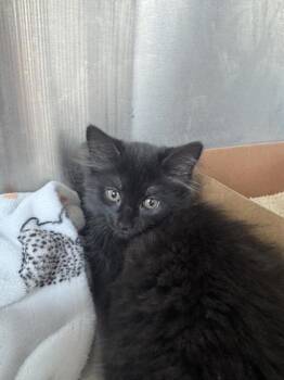 Stuffing -  Domestic Short Hair Cat for Adoption in West Chester, Pennsylvania - Stuffing | PetCurious