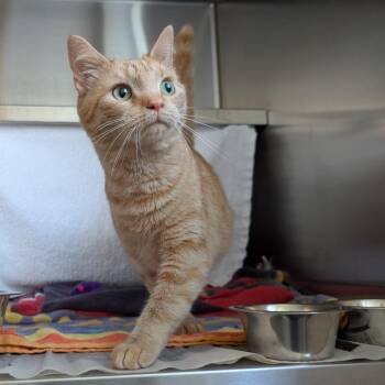 Calendula -  Domestic Short Hair Cat for Adoption in Pittsburgh, Pennsylvania - Calendula | PetCurious