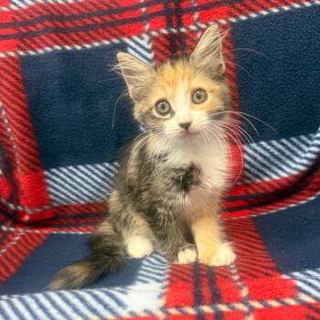 Rescue Domestic Medium Hair Cats for Adoption in Jupiter, Florida - Strawberry | PetCurious