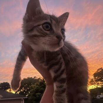 Venus -  Domestic Short Hair Cat for Adoption in New York, New York - Venus | PetCurious