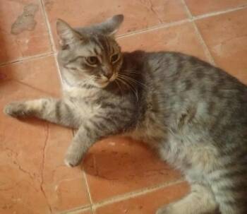 Rescue Egyptian Mau Cats for Adoption in Wolcott, Connecticut - Soutohee | PetCurious