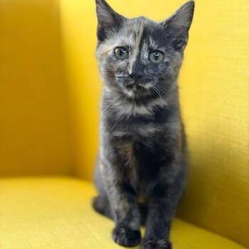Sandy -  Domestic Short Hair Cat for Adoption in Fairway, Kansas - Sandy | PetCurious