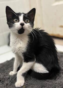 Odin -  Domestic Short Hair Cat for Adoption in Hudson, New Hampshire - Odin | PetCurious