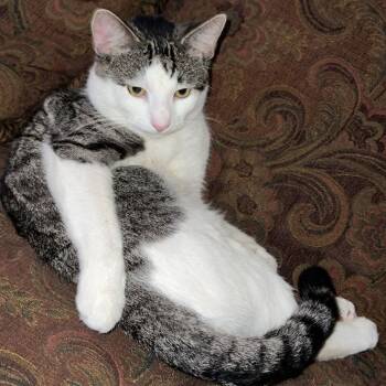 Milo Jr -  Domestic Short Hair Cat for Adoption in Philadelphia, Pennsylvania - Milo Jr | PetCurious
