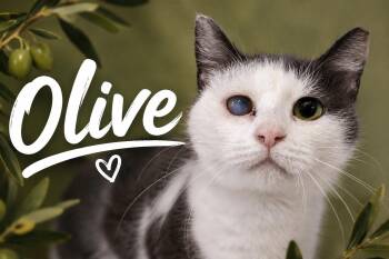 Domestic Short Hair Cats Available for Adoption in Greenville, Delaware - Olive (FCID# 05/11/2026 - 77 Trainer) | PetCurious