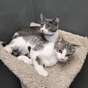 Tomfoolery -  Domestic Short Hair Cat for Adoption in Buffalo, New York - Tomfoolery | PetCurious