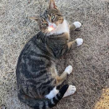 Rescue Domestic Short Hair Cats for Adoption in Rochester, Minnesota - Swirl | PetCurious
