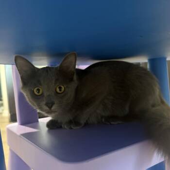 Brisket -  Domestic Short Hair Cat for Adoption in Baytown, Texas - Brisket | PetCurious