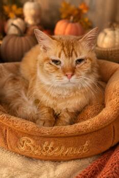 Tabby Cats Available for Adoption in Greenville, Delaware - Butternut (FCID# 05/11/2026 - 33 Trainer) | PetCurious