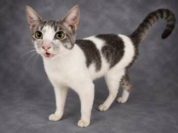 REX -  Domestic Short Hair Cat for Adoption in Winter Haven, Florida - REX | PetCurious