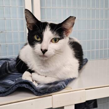 Rescue Domestic Short Hair Cats for Adoption in Margate, Florida - Piper | PetCurious