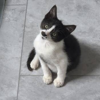Sabo -  Domestic Short Hair Cat for Adoption in Beaverton, Oregon - Sabo | PetCurious