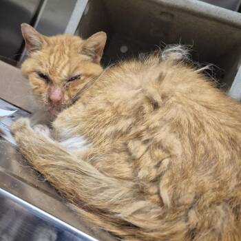 Cricket -  Domestic Short Hair Cat for Adoption in Philadelphia, Pennsylvania - Cricket | PetCurious