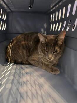 Domestic Medium Hair and Domestic Short Hair Cats Available for Adoption in Montreal, Quebec - Thaly | PetCurious
