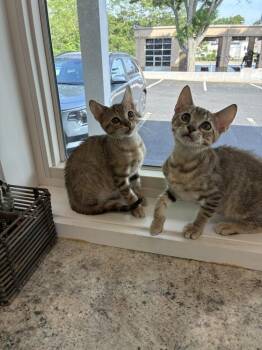 Gayle and Craig -  Domestic Short Hair Cat for Adoption in Randolph, Massachusetts - Gayle And Craig | PetCurious