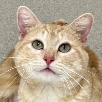 Domestic Short Hair Cats Available for Adoption - Bono | PetCurious