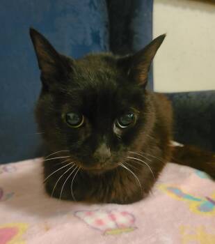 Rescue Domestic Short Hair Cats for Adoption in Ellijay, Georgia - Sweet Pea | PetCurious