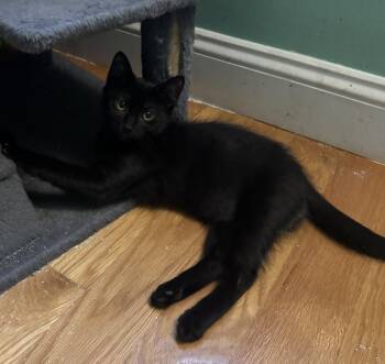 Jethro -  Domestic Short Hair Cat for Adoption in Duxbury, Massachusetts - Jethro | PetCurious