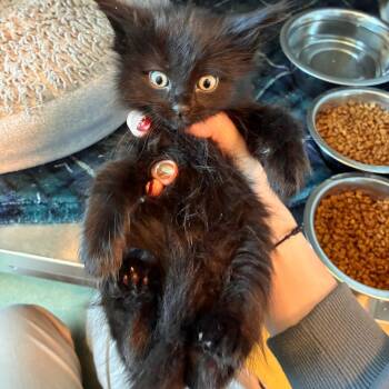 Carmelita -  Domestic Short Hair Cat for Adoption in Norman, Oklahoma - Carmelita | PetCurious