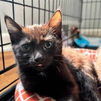 Caviar -  Domestic Short Hair Cat for Adoption in Gibsonia, Pennsylvania - Caviar | PetCurious