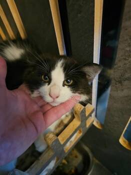Vesta -  Domestic Medium Hair Cat for Adoption in Kennewick, Washington - Vesta | PetCurious