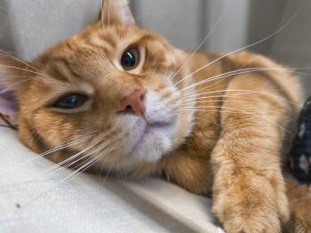 Rescue Domestic Short Hair Cats for Adoption in Saint Marys, Pennsylvania - Otis | PetCurious