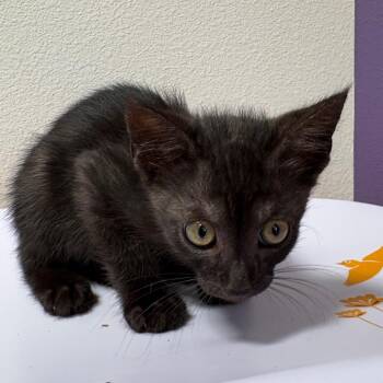 Domestic Medium Hair Cats Available for Adoption in Englewood, Florida - Lyka | PetCurious