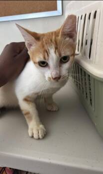 Josh -  American Shorthair Cat for Adoption in New Bedford, Massachusetts - Josh | PetCurious