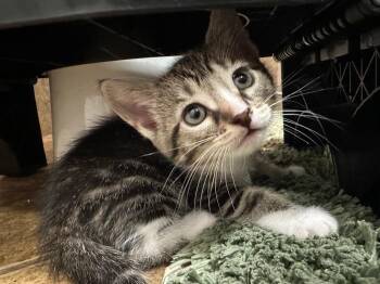 Victor -  Domestic Short Hair Cat Available for Adoption in Town 