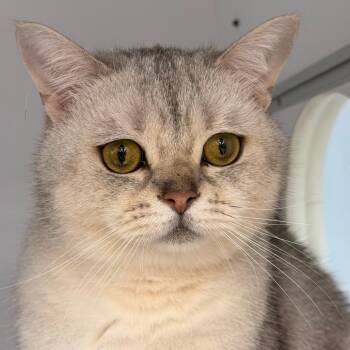 Domestic Short Hair Cats Available for Adoption - Edgar | PetCurious
