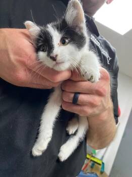 Edith -  Domestic Medium Hair Cat for Adoption in Troy, Ohio - Edith | PetCurious
